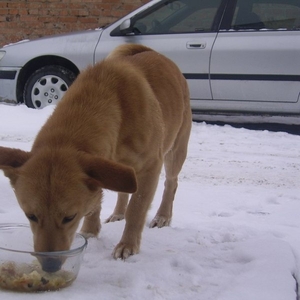 Собака ищет дом